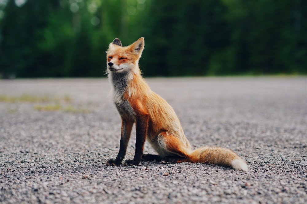 a fox in the middle of the road with eyes closed seemingly enjoying the moment